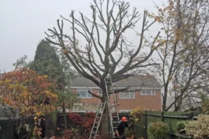 Crown Reduction Harrogate