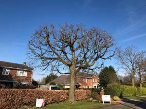 Crown Reduction Harrogate