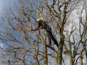 Tree Maintenance Harrogate