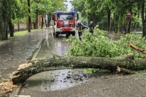 Emergency Tree Services Harrogate