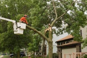 Emergency Tree Services Harrogate