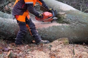Emergency Tree Services Harrogate
