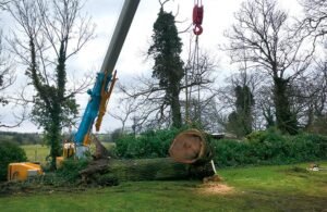 Tree Felling Harrogate