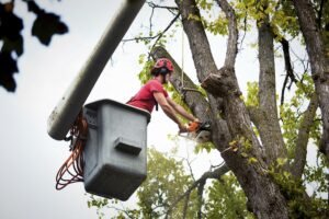 Tree Pruning Harrogate