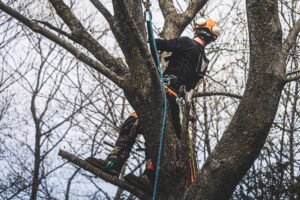 Tree Pruning Harrogate