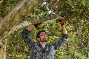 Tree Pruning Harrogate