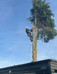 Tree Pruning Harrogate