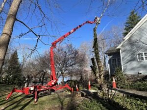 Tree Removal Harrogate