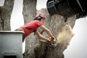 Tree Removal Harrogate