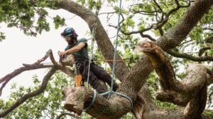 Tree Removal Harrogate