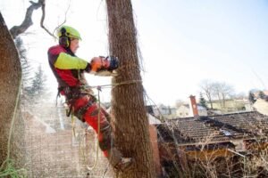 Tree Removal Harrogate