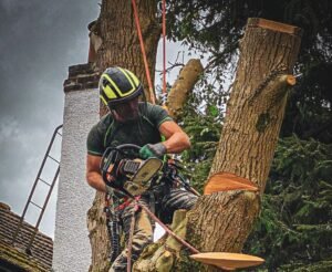 Tree Surgeons Harrogate