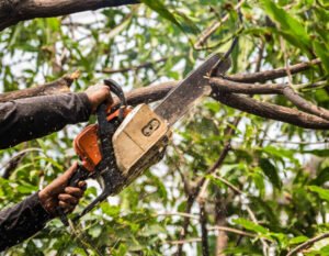 Tree Maintenance Harrogate