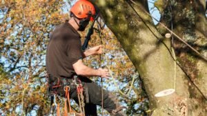 Deadwood Removal Harrogate