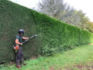 Hedge Trimming Harrogate