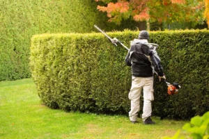 Tree Maintenance Harrogate