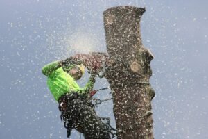 Deadwood Removal Harrogate