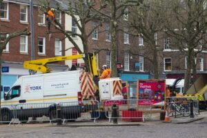 Tree Surgeons Harrogate