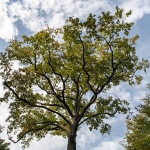 Tree Surgeons Harrogate