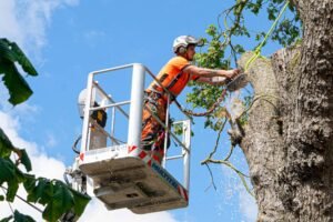 Tree Surgeons Harrogate